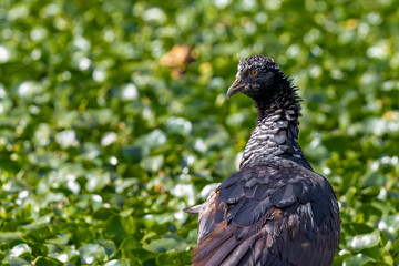 Horned screamer - Anhima cornuta 