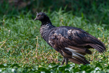 Horned screamer - Anhima cornuta