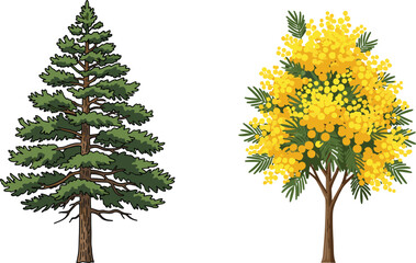 Tall green pine tree, blooming yellow flower tree, forest vegetation, natural landscape, seasonal illustration, botanical nature art, plant elements, vector