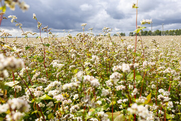 A blooming bouquet of buckwheat in a field at sunset. This scene captures the beauty of nature at sunset.