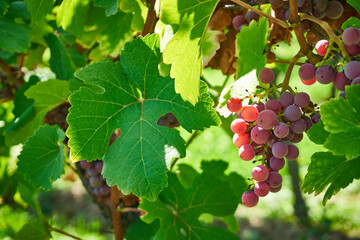 Vineyards stretch across the rolling hills of Alsace, Grand Est, France, capturing the rich autumnal charm of this famed wine region. Ripe grapes cling to the vines, ready for harvest.