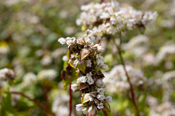 A blooming bouquet of buckwheat in a field at sunset. This scene captures the beauty of nature at sunset.