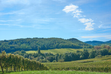 Fototapeta premium Vineyards stretch across the rolling hills of Alsace, Grand Est, France, capturing the rich autumnal charm of this famed wine region. Ripe grapes cling to the vines, ready for harvest.