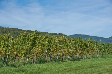 Vineyards stretch across the rolling hills of Alsace, Grand Est, France, capturing the rich...
