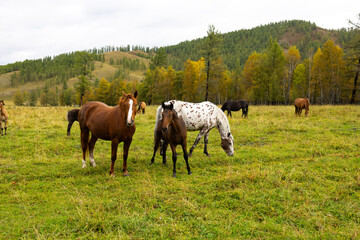 Obraz premium A herd of horses grazing in a green meadow against the backdrop of mountains. The scene includes several bay and black horses.