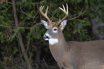 White-tailed deer buck