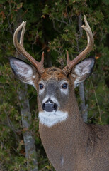 White-tailed deer buck