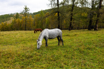 A herd of horses grazing in a green meadow against the backdrop of mountains. The scene includes several bay and black horses.