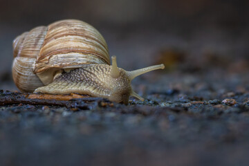 Helix pomatia also Roman snail, Burgundy snail