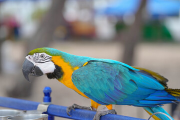 Blue and gold macaw bird Pets are people's friends macaw parrot free flying bird .