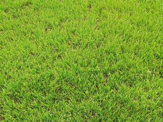 Green lawn. Fresh grass on the lawn.