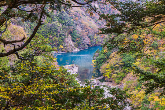 Autumn scenery of the Dream Suspension Bridge in Sumata Gorge, Shizuoka Prefecture