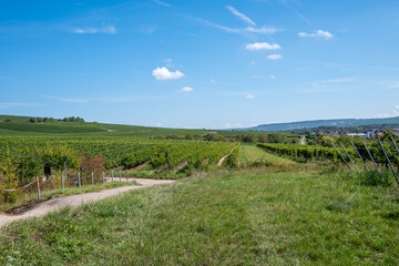 Much green trees of red wine grapes in vineyard.
