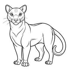 Mountain lion illustration standing against white background coloring book