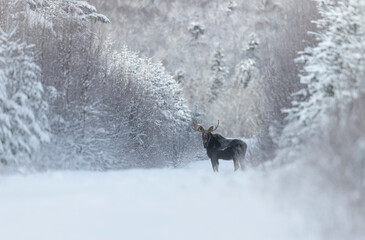 Snowy Moose