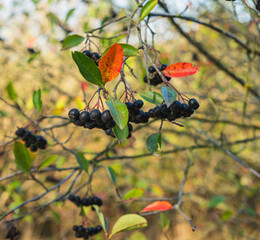 black chokeberries growing on a shrub