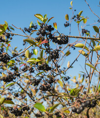 black chokeberries growing on a shrub