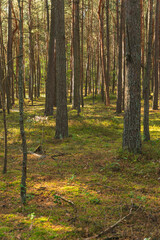 Obraz premium Landscape of a pine forest on sandy ground in the evening