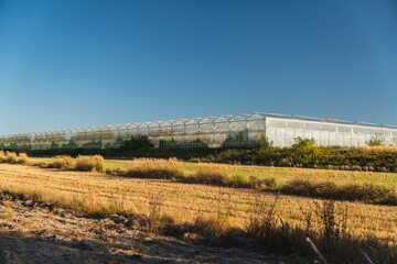 Huge glass greenhouses for growing plants against a backdrop of empty fields