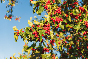 red hawthorn berries growing on a small tree
