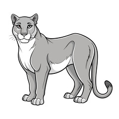 Gray cougar standing alert full body vector illustration