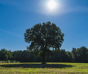 A landscape with a single tree in the middle of a field on a sunny day.