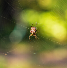 Detail of Araneus diadematus on its web