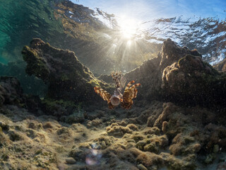 Lionfish spotted in shallow water during snorkelling on Rhodes island, Greece. Underwater low perspective photo, fish mouth wide open, bright sun background