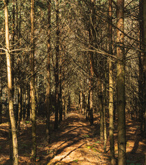 Pines planted in a row, stripped of their needles due to drought