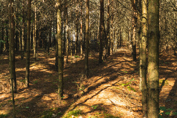 Pines planted in a row, stripped of their needles due to drought