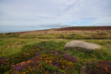 Many small purple and yellow flowers growing in grass covered fields near Land's End in Cornwall, ocean visible at distance