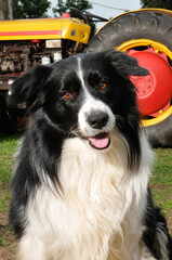 Border Collie dog headshot portrait on a tractor background
