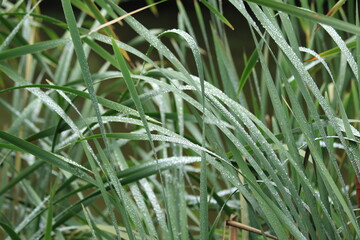 Dew on reed leaves close up