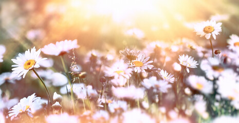 Selective and soft focus on daisy flowers, sunset in meadow flower