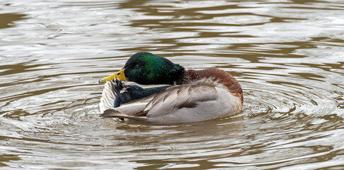 mallard duck, drake (Anas platyrhynchus)