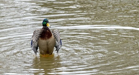 mallard duck, drake (Anas platyrhynchus)