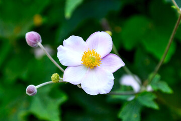 Front view of a pink japanese anemone flower (anemone hupehensis, anemone x hybrida, eriocapitella japonica, windflower) with buds next to it.