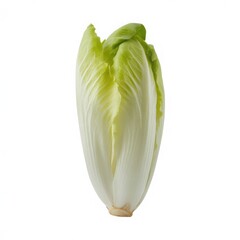 fresh endive isolat ed on white and transparent background