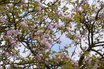 soft pink apple blossoms on a tree against a sky background