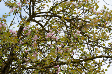 soft pink apple blossoms on a tree against a sky background