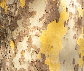 Platan, Platane, Platanus sycamore, plane tree trunk symbol. Texture made of Platan, Platane, sycamore, plane tree bark. Beautiful Platan tree trunk background. Conceptual image. Peaceful nature.