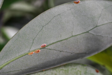 Close-up of scale pest insects attached to the underside of a schefflera houseplant leaf