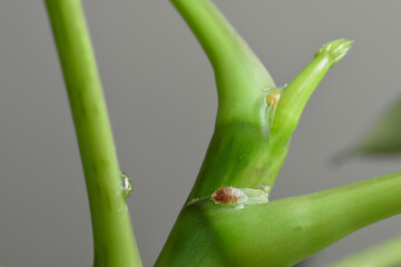 Closeup macro shot of scale pest insects attached to stem of green plant