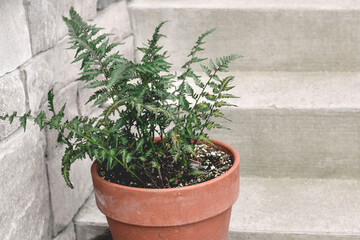 Japanese painted fern growing in a terracotta pot placed on concrete steps outdoors