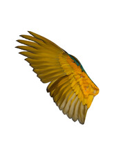 Wing of Blue and gold macaw bird 