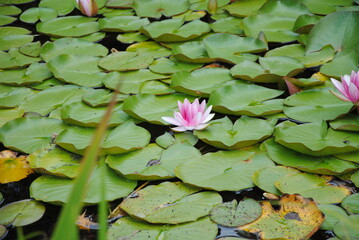 pink water lily
