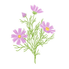 Vector colorful illustration of bouquet of cosmos flowers on white background. Perfect for greeting cards, invitations, autumn and summer designs.