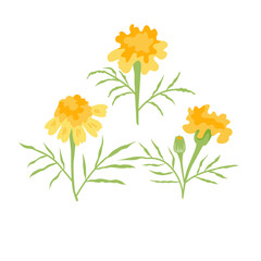 Set of vector clip art of colorful marigold  flowers on white background. Perfect for greeting cards, invitations,  summer and autumn designs.