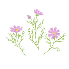 Set of vector clip art of colorful cosmos flowers on white background. Perfect for greeting cards, invitations, summer and autumn designs.