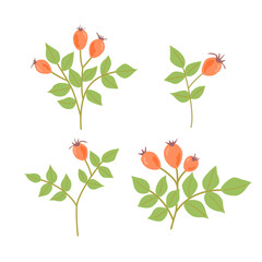 Set of vector clip art of colorful rosehip plant with berries on white background. 